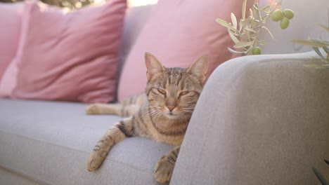 Katze-Gähnt-An-Einem-Warmen-Sommerabend-Auf-Grauem-Sofa-Im-Hinterhof-Mit-Olivenbäumen