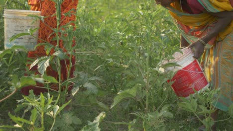 Indische-Landarbeiterinnen-Ernten-Gemüse