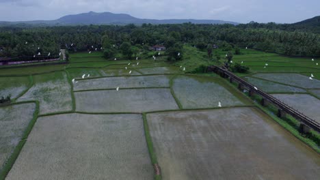 The-most-beautiful-village-in-India,-Aerial-view-of-Bird-Fly-Over-Rice-Field-,-A-Border-village-in-Palakkad,-Kollengode-Famous-for-its-beautiful-vast-strech-of-paddy-fields-and-waterfalls