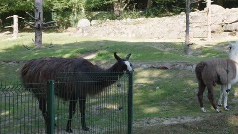 Zwei-Domestizierte-Lamas-Im-Zoologischen-Park-In-Danzig,-Polen