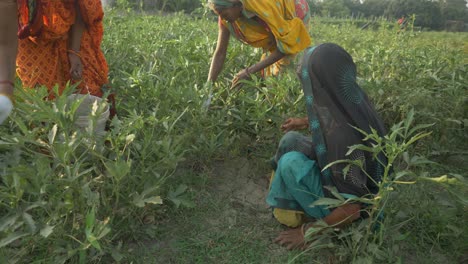 Indian-women-farmers-plucking-vegetables-in-summer-morning