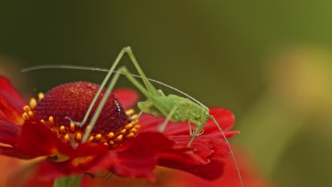 Common-Green-Grasshopper-Resting-On-A-red-Flower-In-The-garden