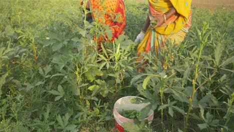 Indian-women-farm-workers-plucking-vegetables-in-the-summer-morning