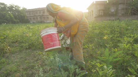 Indian-women-farm-workers-plucking-vegetables-at-sunrise