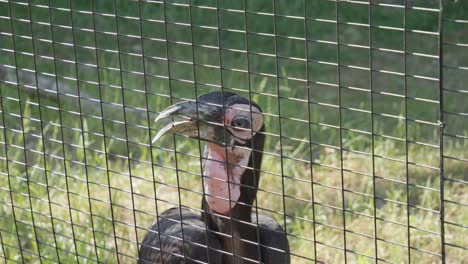 A-Southern-ground-hornbill-extends-its-beak-through-the-mesh-of-the-cage