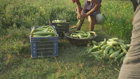 Indian-farm-workers-harvesting-vegetables,-Cinematic-Shot