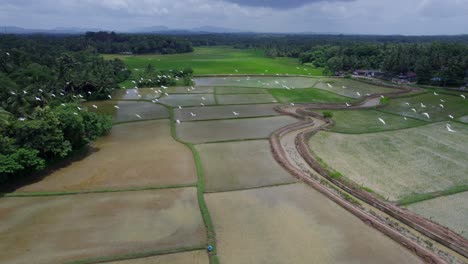 The-most-beautiful-village-in-India,-Bird-Fly-Over-Rice-Field-,-A-Border-village-in-Palakkad,-Kollengode-Famous-for-its-beautiful-vast-strech-of-paddy-fields