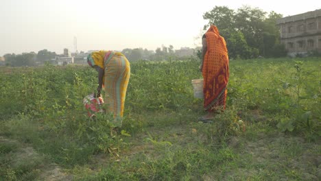 Indische-Landarbeiterinnen-Pflücken-Im-Sommer-Gemüse
