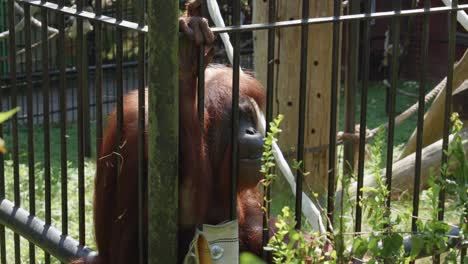 An-orangutan-sits-in-a-cage.-Static-shot