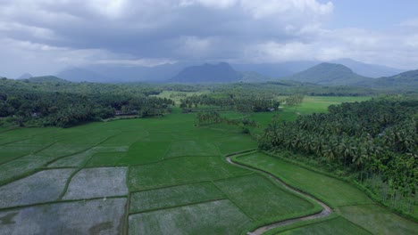 Rice-field-cloudy-sky-agriculture,-Captured-the-attractive-environment-filled-with-greenery,-A-Border-village-in-Palakkad,-Kollengode