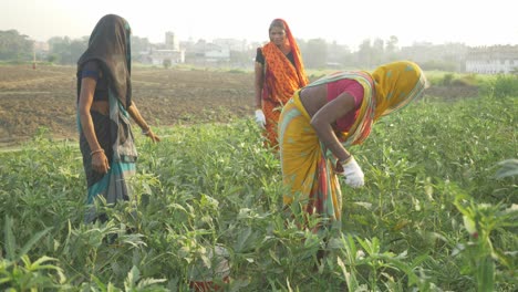 Trabajadoras-Agrícolas-Indias-Recogiendo-Verduras-En-La-Mañana-De-Verano
