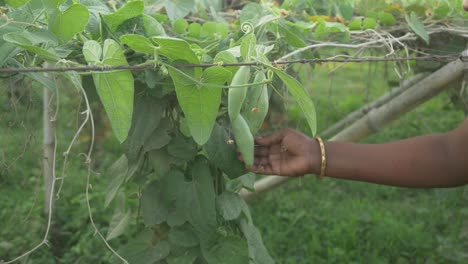 Indian-woman-farmer-harvesting,-Side-Profile