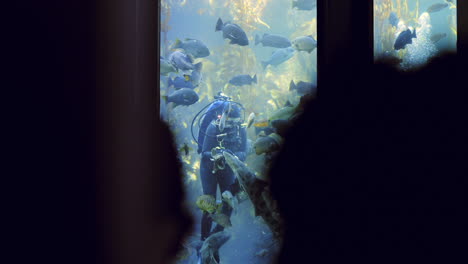 Scuba-Diver-Feeding-Fishes-Inside-Giant-Aquarium-Of-Monterey-Bay-In-California