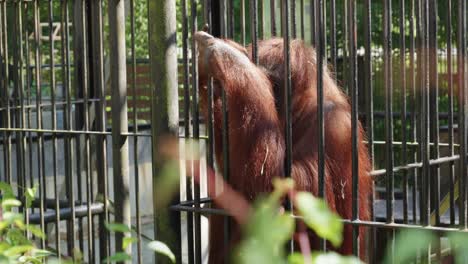 An-orangutan-in-a-cage,-extending-its-arm-through-the-bars-as-if-pleading-for-help-or-food