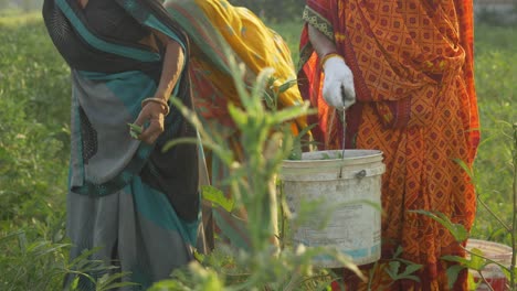 Las-Trabajadoras-Agrícolas-Indias-Recogiendo-Verduras-Temprano-En-La-Mañana