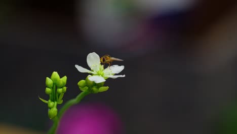 Video-displays-yellow-hoverfly-on-Venus-flytrap's-blossoms