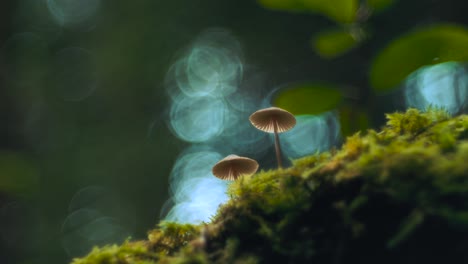 Two-little-edible-mushrooms-in-the-moss-in-a-green-lush-autumn-forest-among-trees-moving-in-the-wind-in-slow-motion