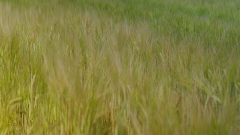 Cereal-field-with-green-cereal-stalks-and-morning-dew-depth-of-field