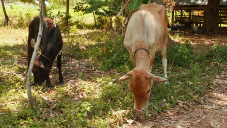 Two-pretty-African-cows-grazing-in-a-small-forest-in-slow-motion