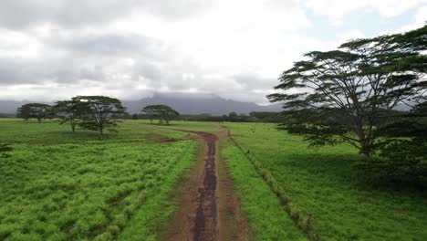 Kauai-Hawaii-Landschaftsdschungel-Drohnenaufnahmen