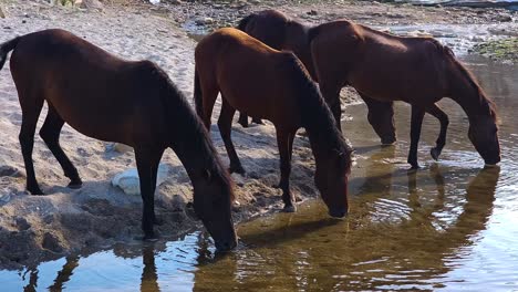 Wilde-Und-Freie-Pferde-Trinken-Frisches-Wasser-Aus-Einem-Kanal-An-Einem-Abgelegenen-Strand-–-Eine-Atemberaubende-Darstellung-Der-Anmut-Der-Natur