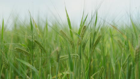 Getreidefeld-Mit-Grünen-Getreidehalmen-Und-Morgentaumedium