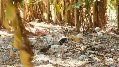 Lots-of-trash-and-plastic-in-a-small-forest-in-Zanzibar,-Tanzania,-Africa