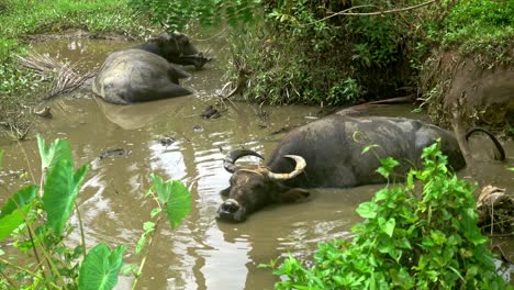 Water-Buffalos-relaxing-on-the-mud-in-Surigao-del-Norte,-Philippines-countryside