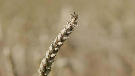 Grain-field-with-brown-grain-stalks-for-harvesting