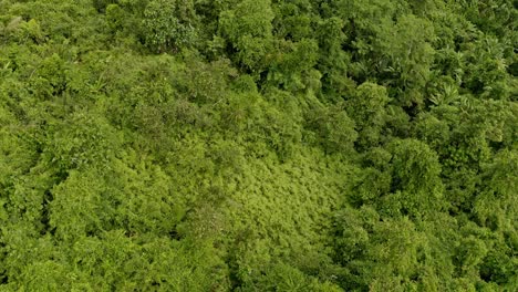 Drone-overhead-view-of-the-rainforest