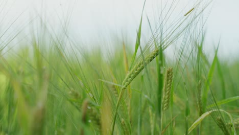 Cereal-field-with-green-cereal-stalks-and-morning-dew-close-up-straw-green