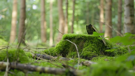 green-forest-in-the-morning-with-moss
