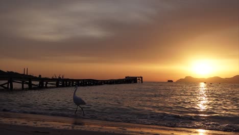 Great-egret-walking-along-the-beach-towards-a-pier-at-sunrise-in-Alcúdia,-a-spanish-town-located-on-the-island-of-Majorca-
