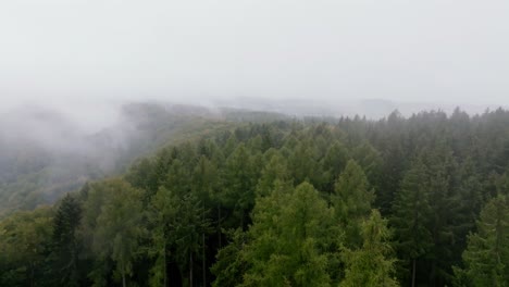 Aerial-Glimpse-of-Fog-Shrouded-Tall-Trees,-Drone-moving-above-the-mountain-forest
