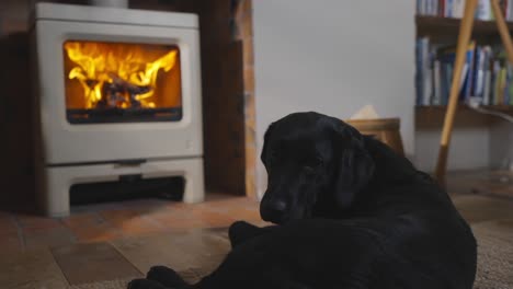 Black-dog-wagging-tail-in-front-of-lit-stove-in-lounge