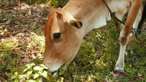 Hübsche-Hellbraune-Afrikanische-Kuh,-Die-In-Zeitlupe-In-Einem-Kleinen-Wald-Weidet