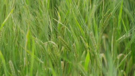 Cereal-field-with-green-cereal-stalks-and-morning-dew-single-straw