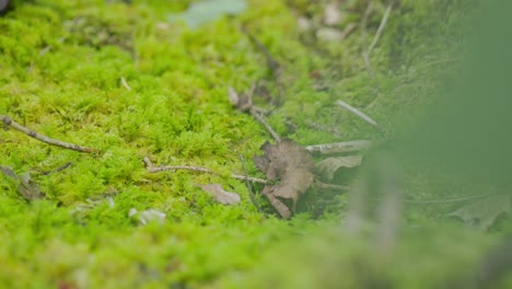 green-forest-in-the-morning-with-moss