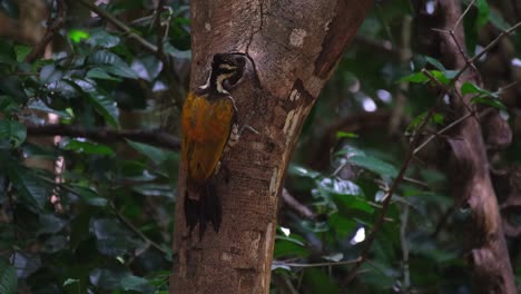Pecking-through-a-tiny-hole-of-a-tree,-a-male-Common-Flameback-Dinopium-javanense-is-looking-for-something-to-eat-outside-of-the-forest-area-of-Kaeng-Krachan-National-Park-in-Thailand
