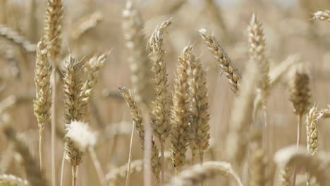 Grain-field-with-brown-grain-stalks-for-harvesting
