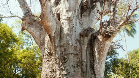 Large-and-ancient-sacred-African-Bao-Bao-tree-in-Zanzibar,-Tanzania,-Africa