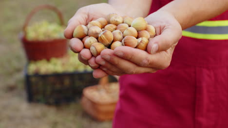 Close-up-agronomist-man-farmer-shows-pile-of-raw-unshelled-hazelnuts-in-palm-of-hands-good-harvest