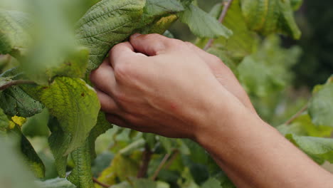Close-up-man-farmer-hands-plucks-collects-ripe-hazelnuts-from-a-deciduous-hazel-tree-bunch-in-garden