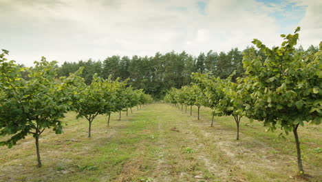 Haselnussbäume-Reihen-Sich-In-Der-Landwirtschaft-Auf-Das-Anbaufeld,-Wachsen-Rohe-Reife-Haselnüsse,-Ernten-Herbstzeit