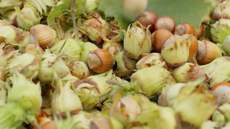 Ripe-hazelnuts-in-nutshells-are-poured-into-box-in-garden,-big-pile-of-raw-fresh-picked-nuts-fruit
