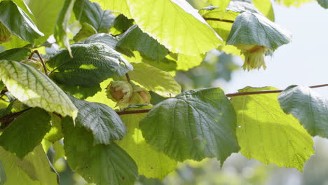 Close-up-ripe-hazelnuts-on-hazel-tree-bunch-in-garden,-growing-raw-nuts,-harvest-time,-natural-food