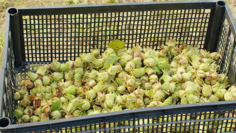 Ripe-hazelnuts-in-nutshells-are-poured-into-box-in-garden,-big-pile-of-raw-fresh-picked-nuts-fruit