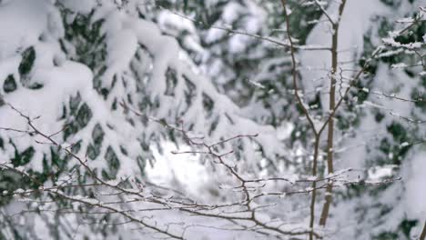 Close-up-of-tress-in-winter-forest