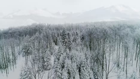 Drone-view-of--forest-in-winter-scenery