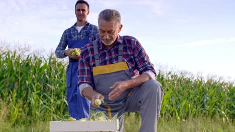Farmers-picking-corns-on-the-field